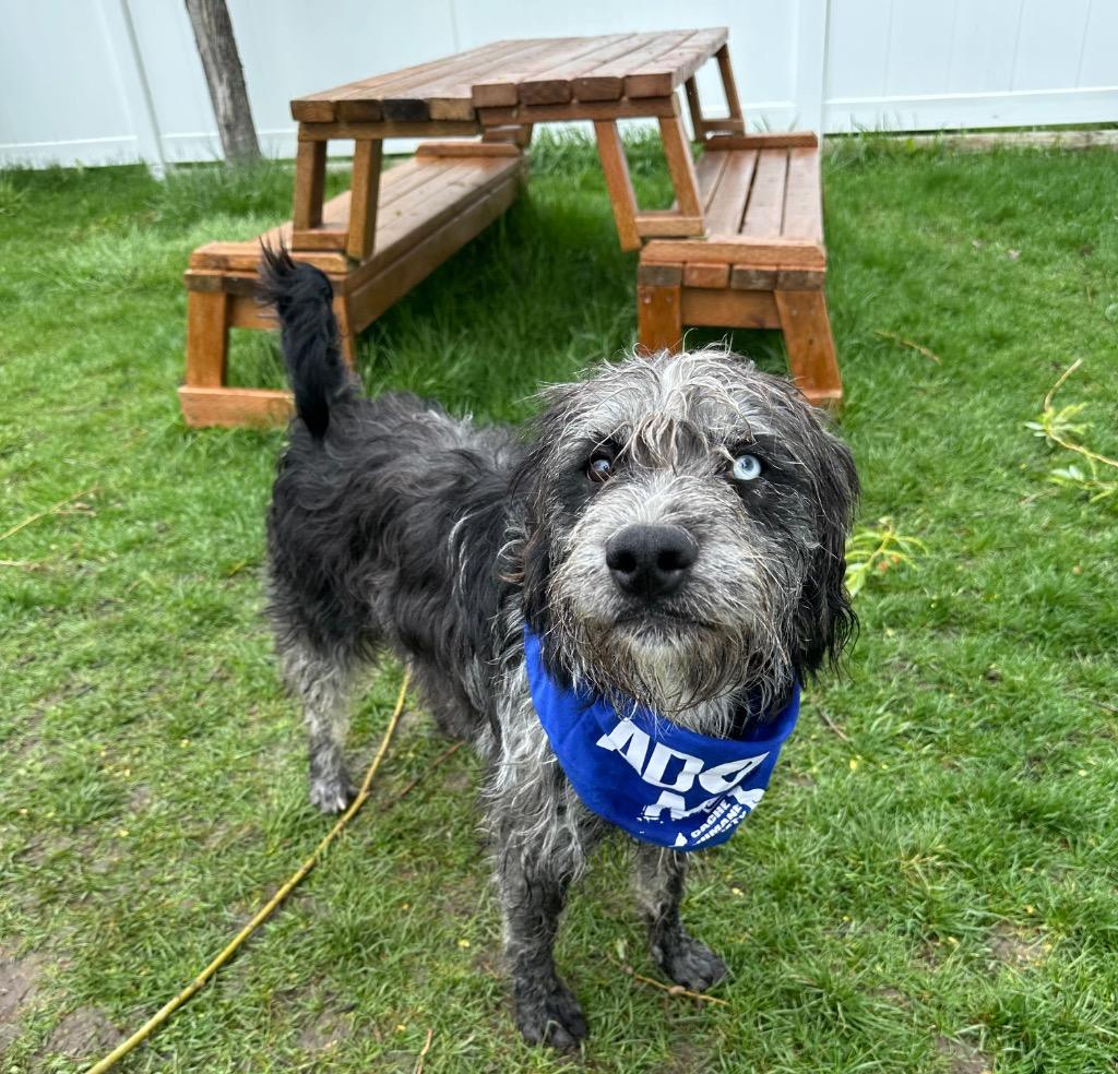 Maui, Adoptable, Young Male Bernese Mountain Dog & Poodle.