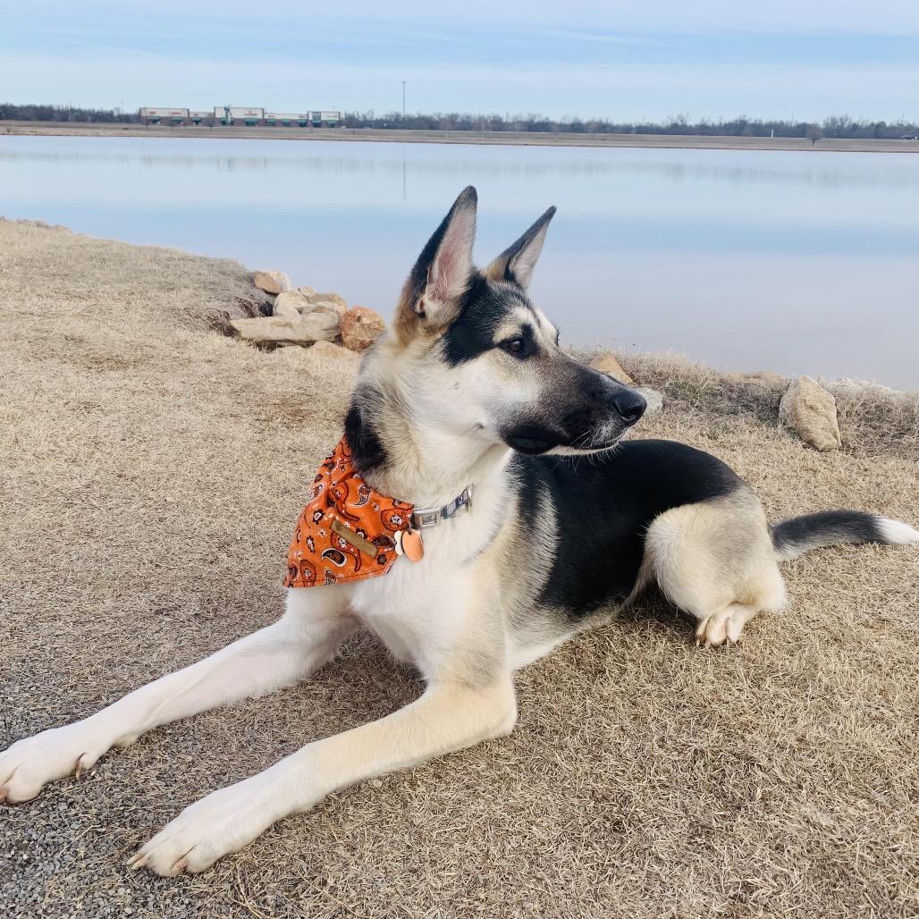 Enlarge Luke, a Adoptable mixed breed in Tulsa, OK image 2/4