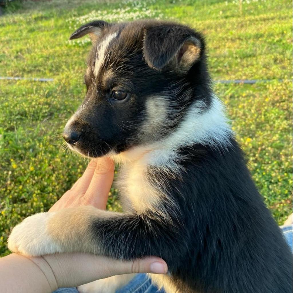 Enlarge Luke, a Adoptable mixed breed in Tulsa, OK image 3/4