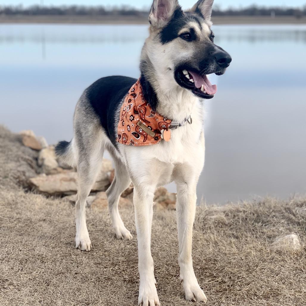 Enlarge Luke, a Adoptable mixed breed in Tulsa, OK image 4/4