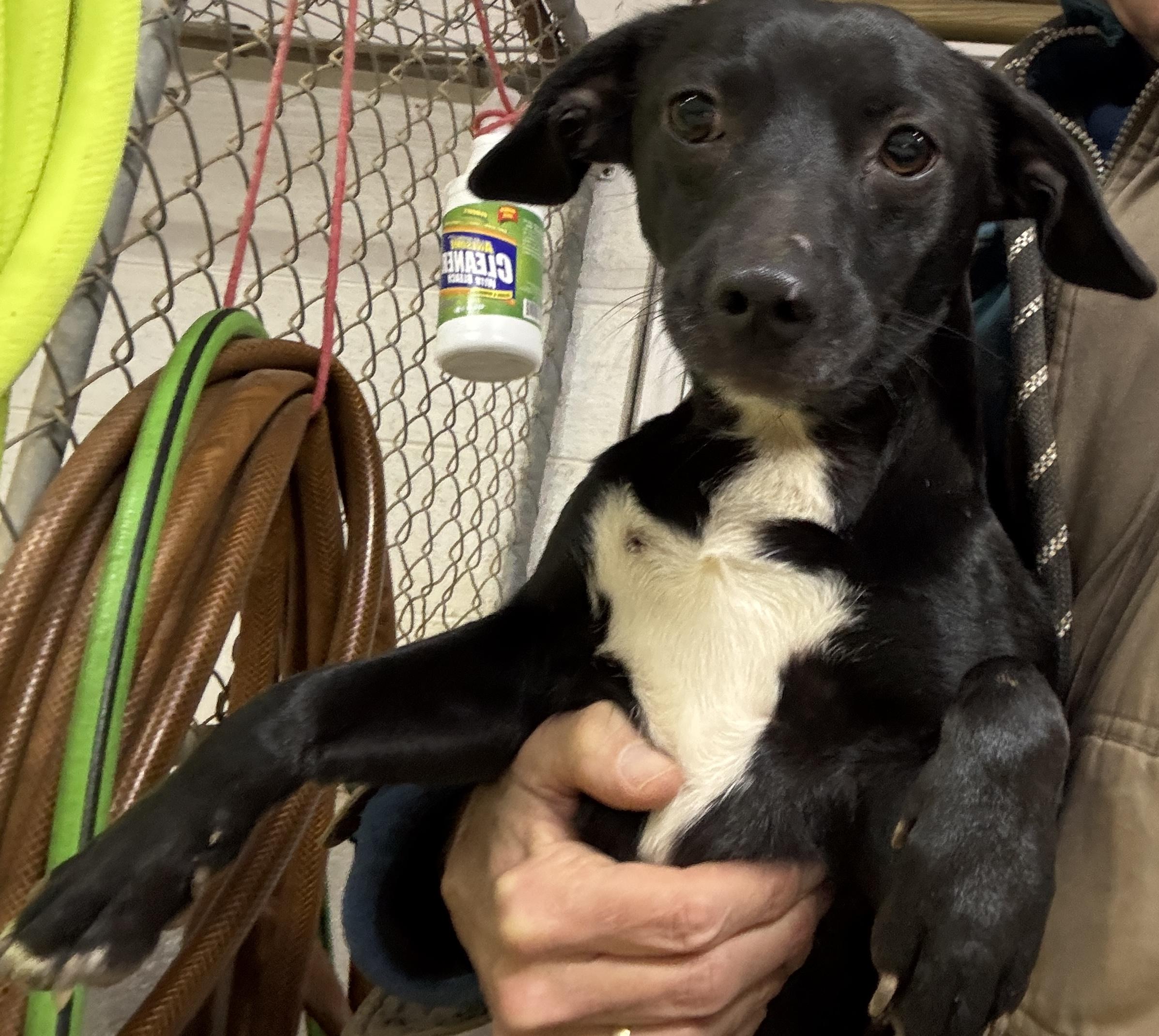 Lexi, Adult Female Black Labrador Retriever
