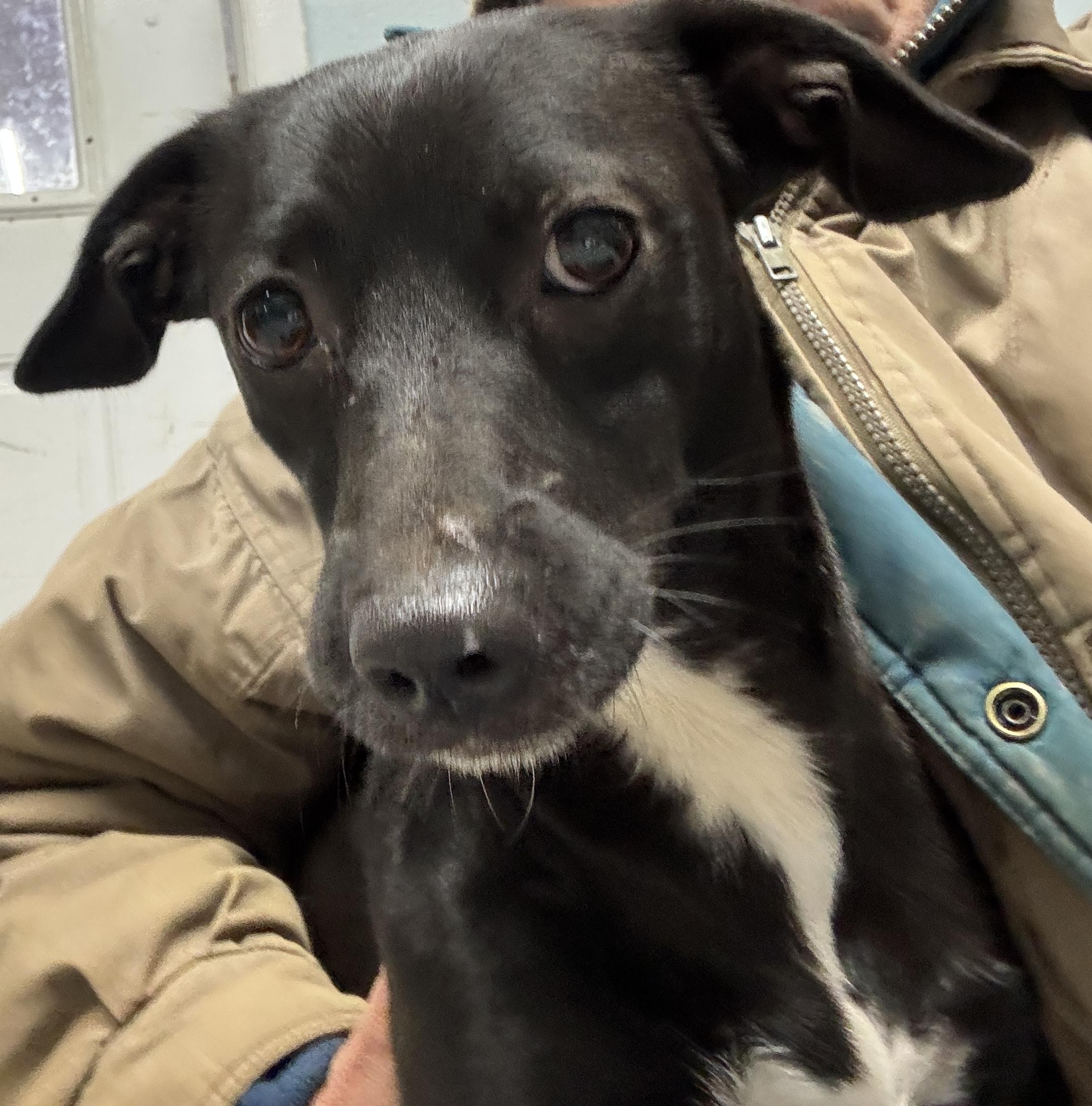 Lexi, a Adopted mixed breed in Rogersville, TN image 2/4