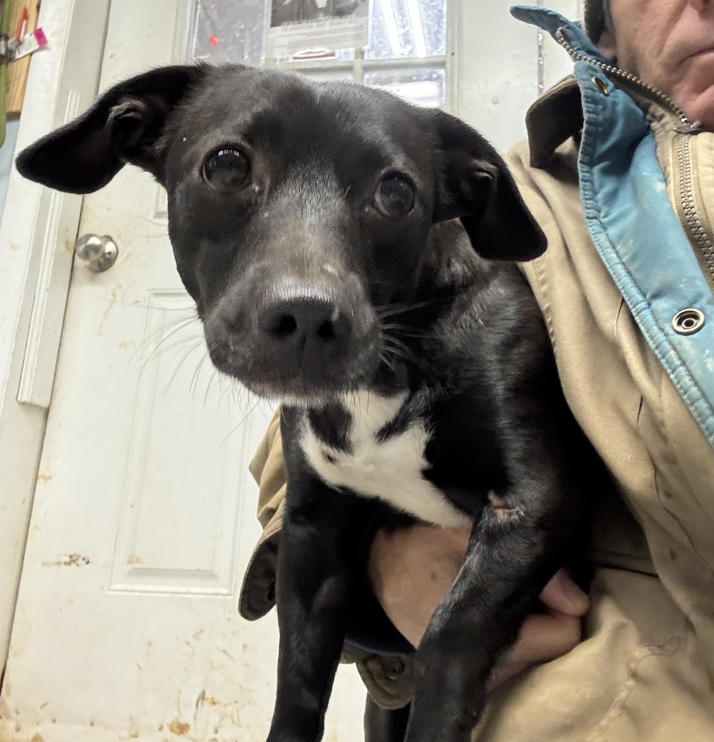 Lexi, a Adopted mixed breed in Rogersville, TN image 4/4