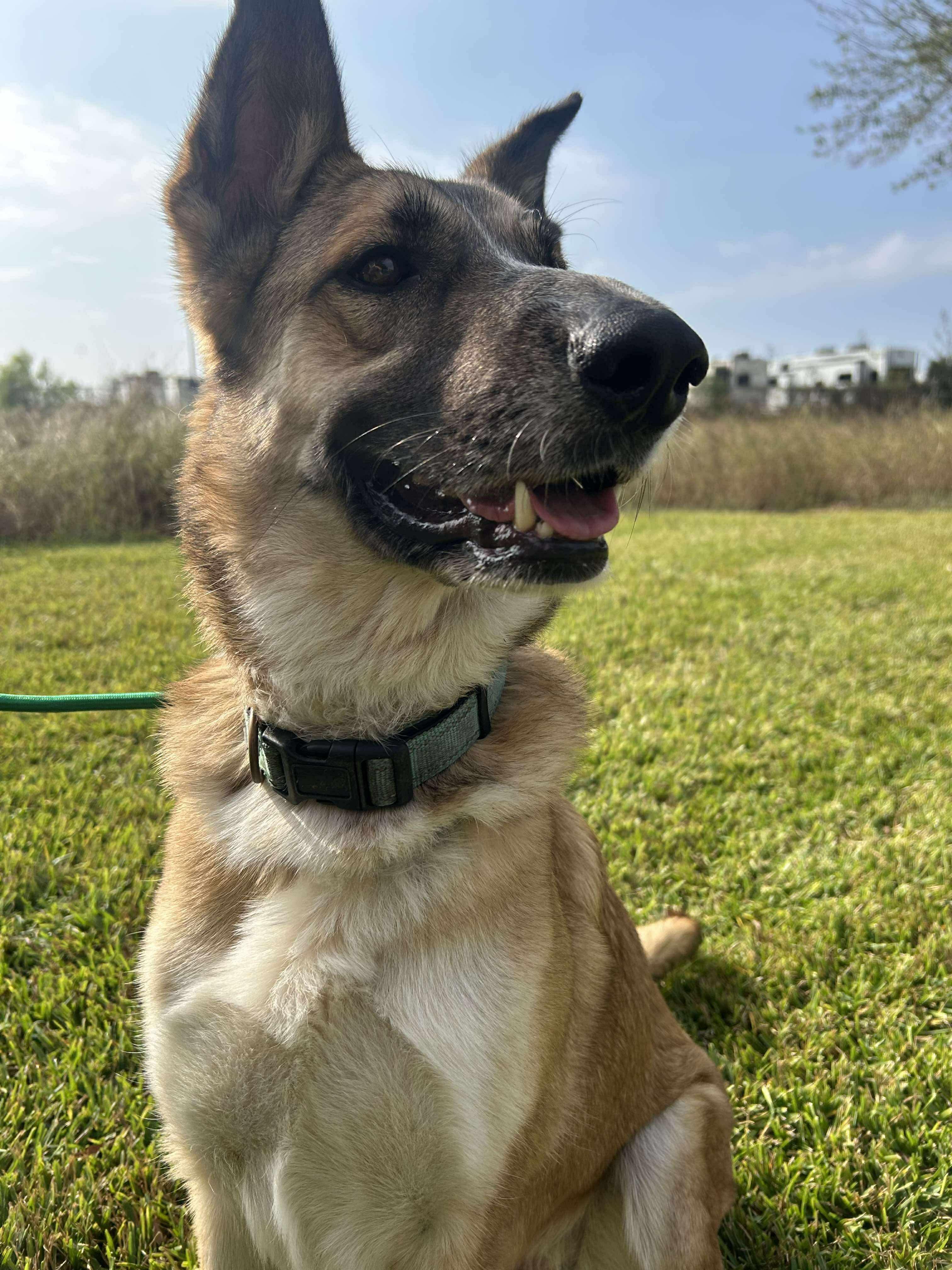 Enlarge Abigale, a Adoptable mixed breed in Joppa, MD image 3/5