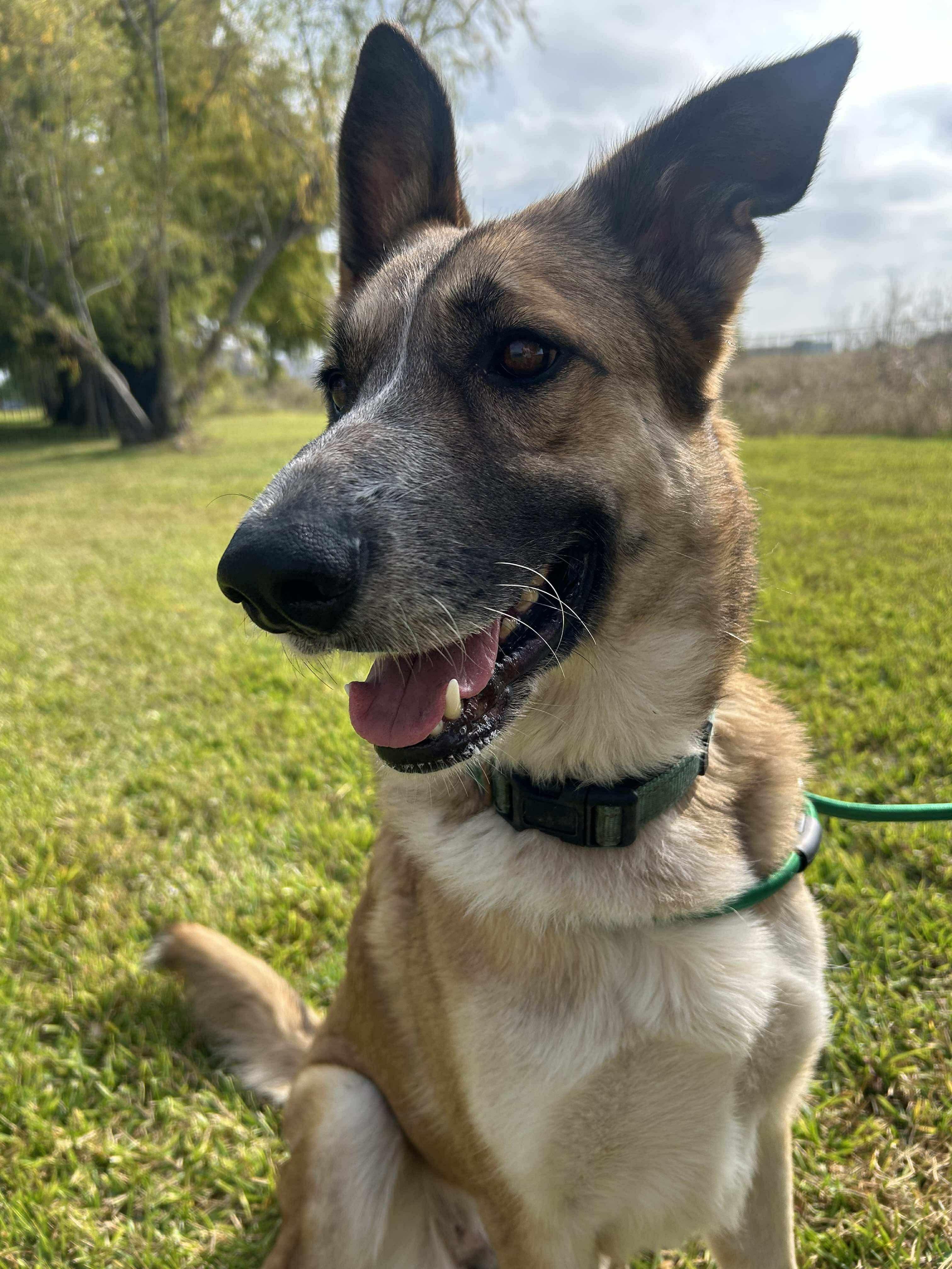 Enlarge Abigale, a Adoptable mixed breed in Joppa, MD image 4/5