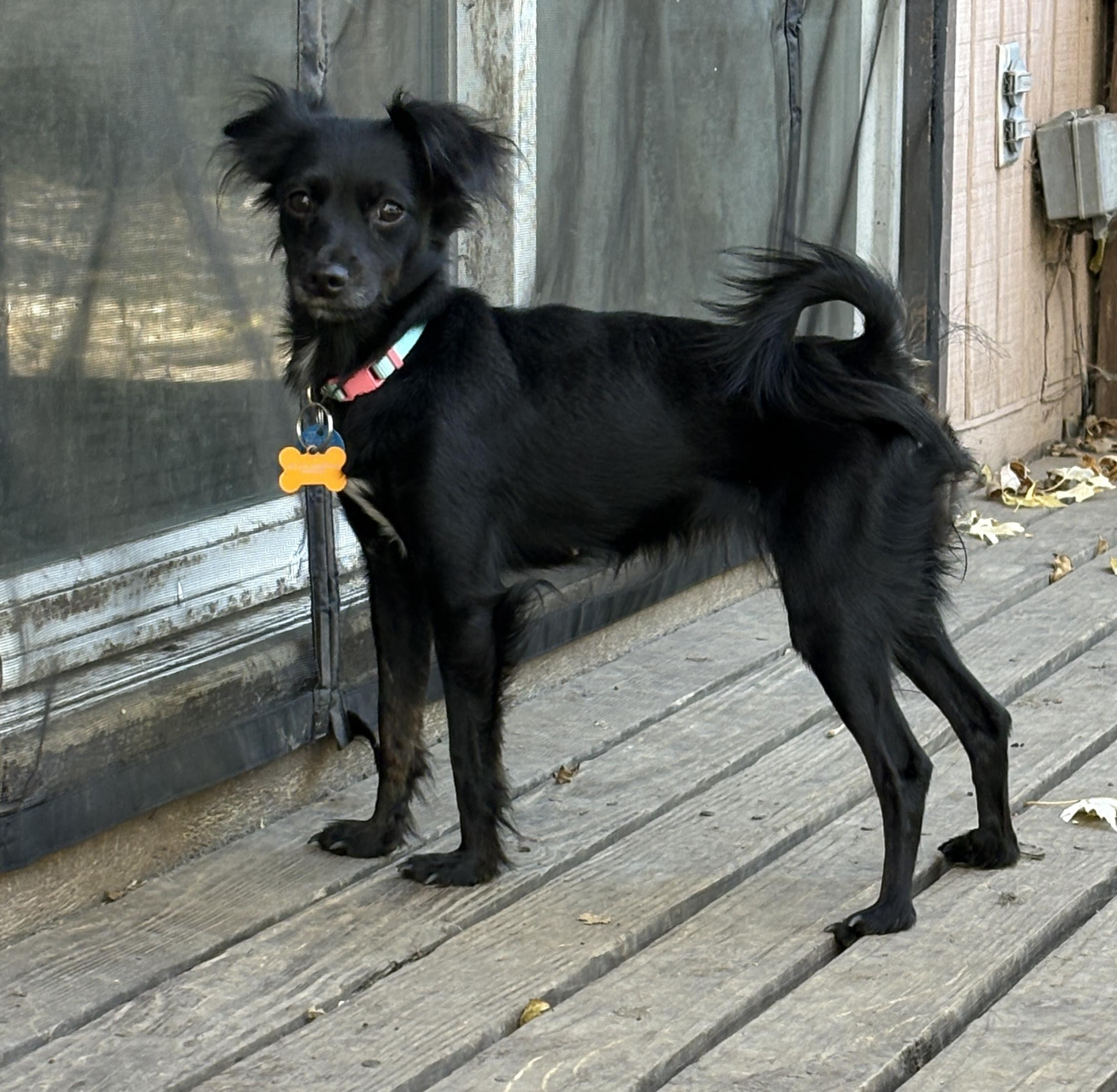 Enlarge Squeakers, an adoptable mixed breed in Normal, IL image 3/5
