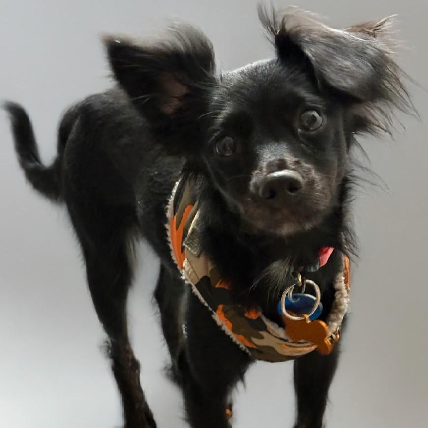Enlarge Squeakers, an adoptable mixed breed in Normal, IL image 2/5