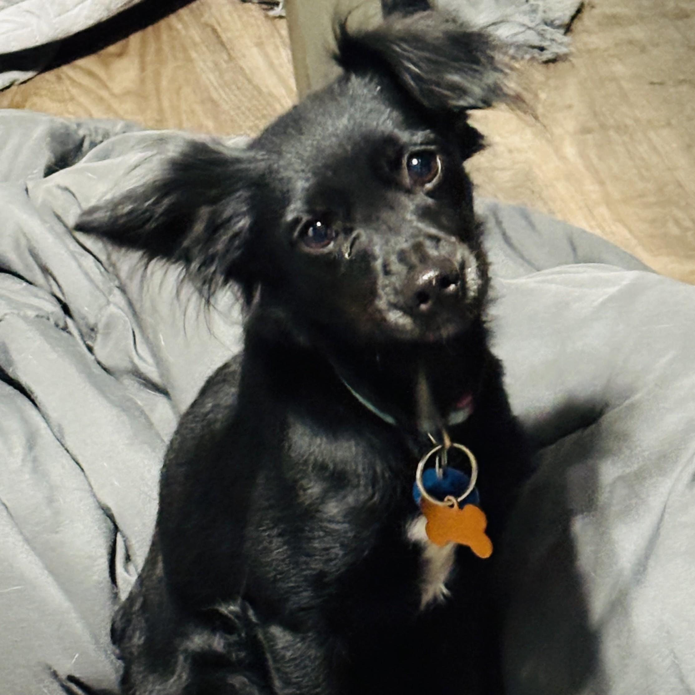 Enlarge Squeakers, an adoptable mixed breed in Normal, IL image 4/5