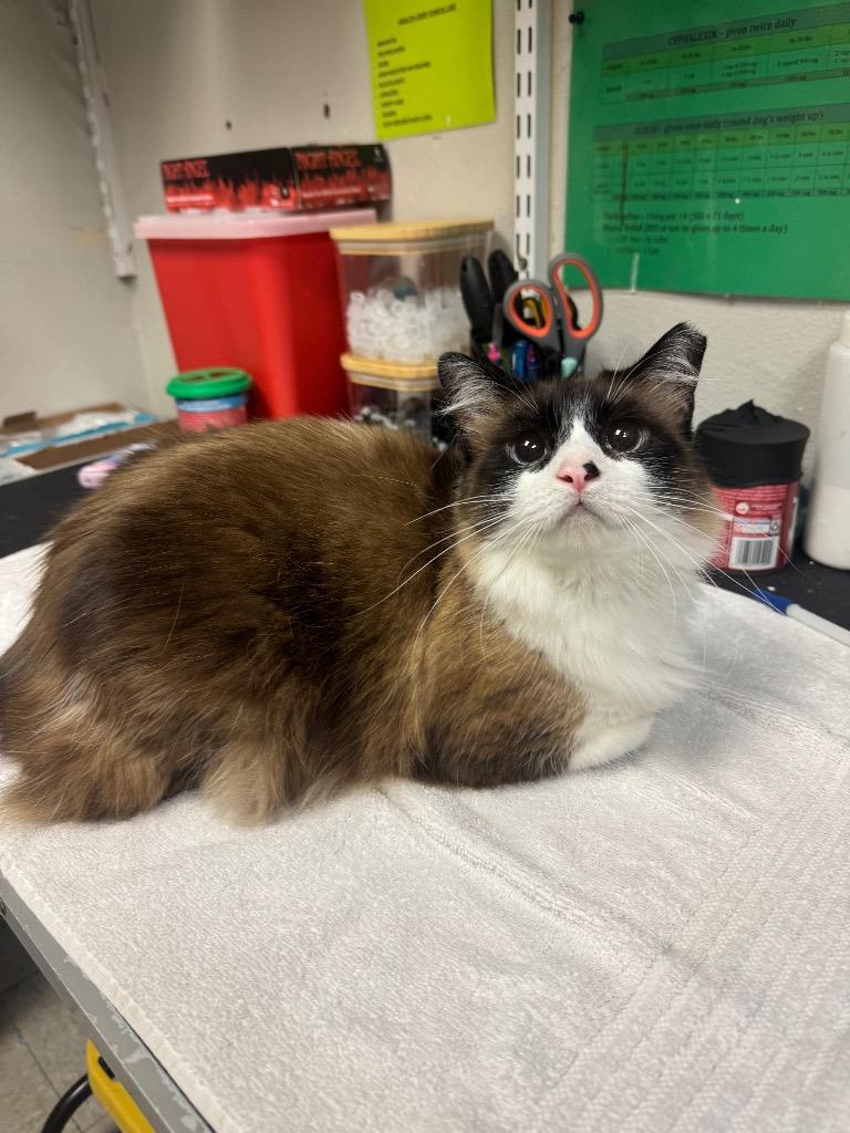 Enlarge Mama, a Adopted Siamese in Sorrento, LA image 1/2