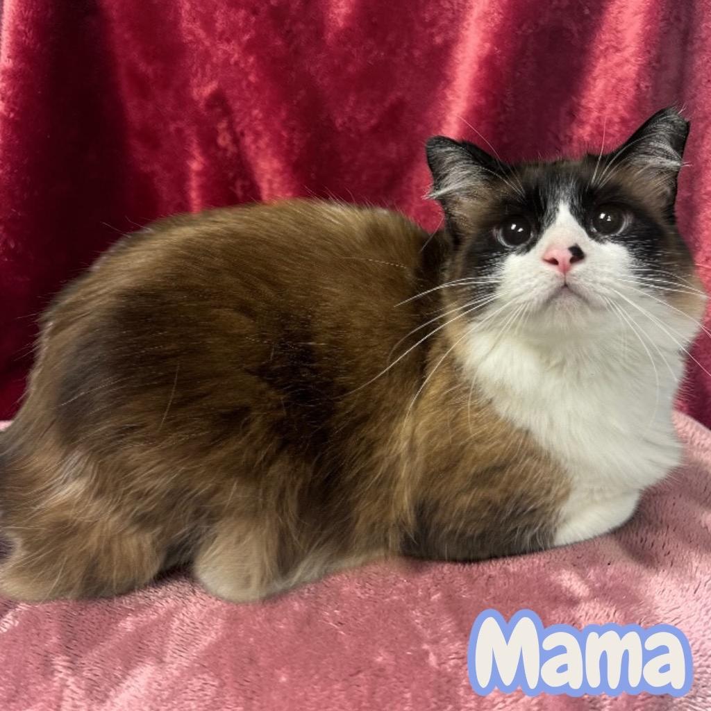 Enlarge Mama, a Adopted Siamese in Sorrento, LA image 2/2