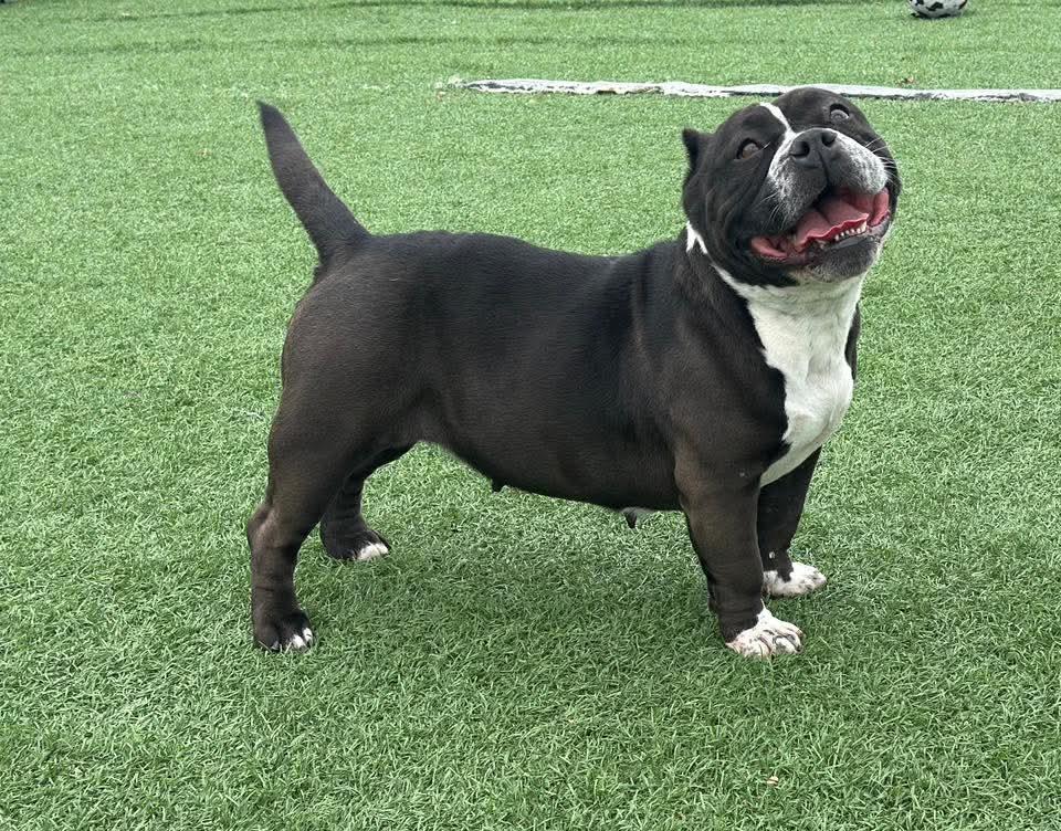 Oreo, adopted, Adult Female American Bully.