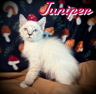 Enlarge Juniper, a Adopted mixed breed in Pleasanton, TX image 1/2