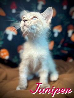 Enlarge Juniper, a Adopted mixed breed in Pleasanton, TX image 2/2