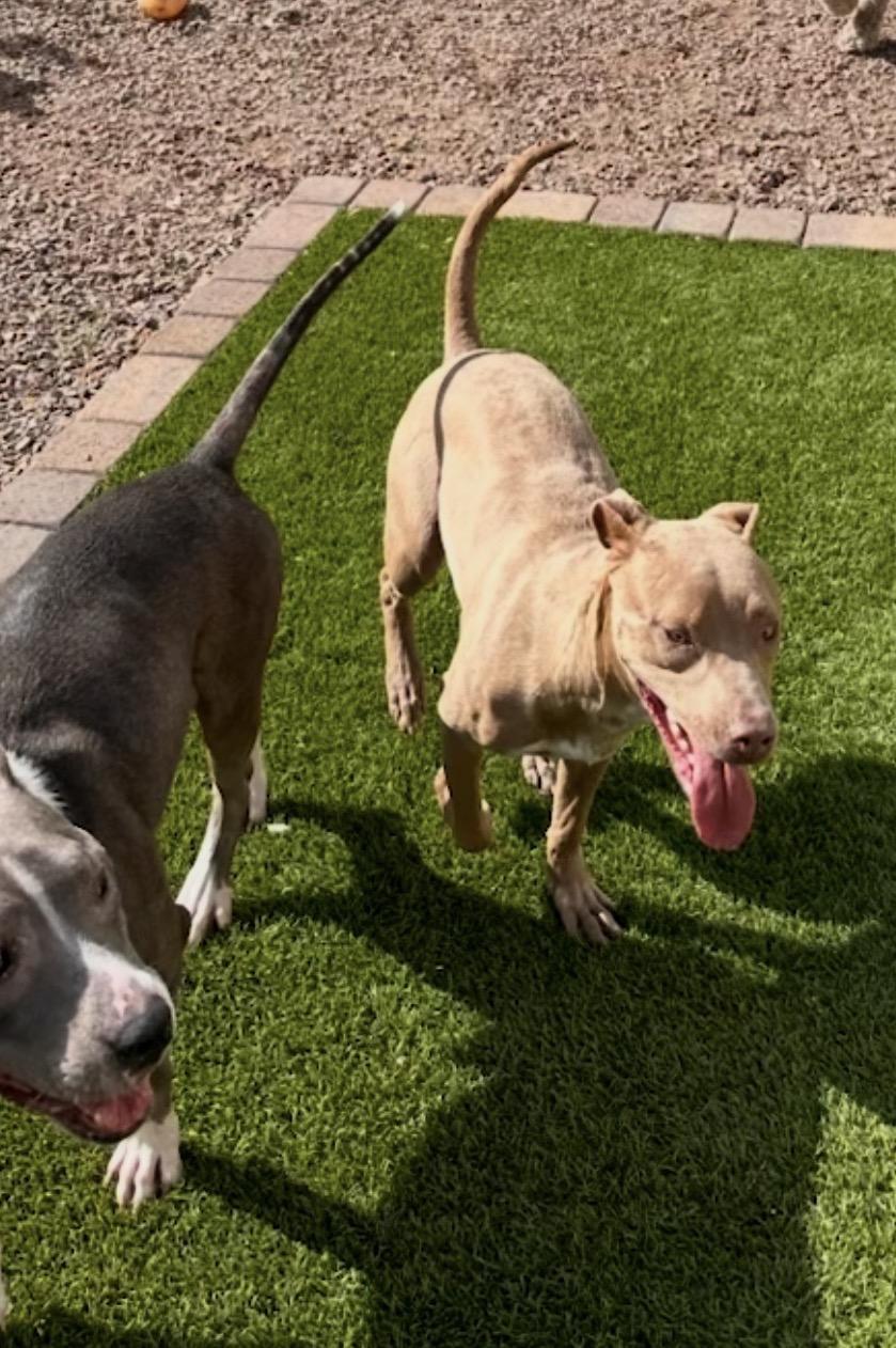 Enlarge Millie, a ADOPTABLE mixed breed in Scottsdale, AZ image 2/5