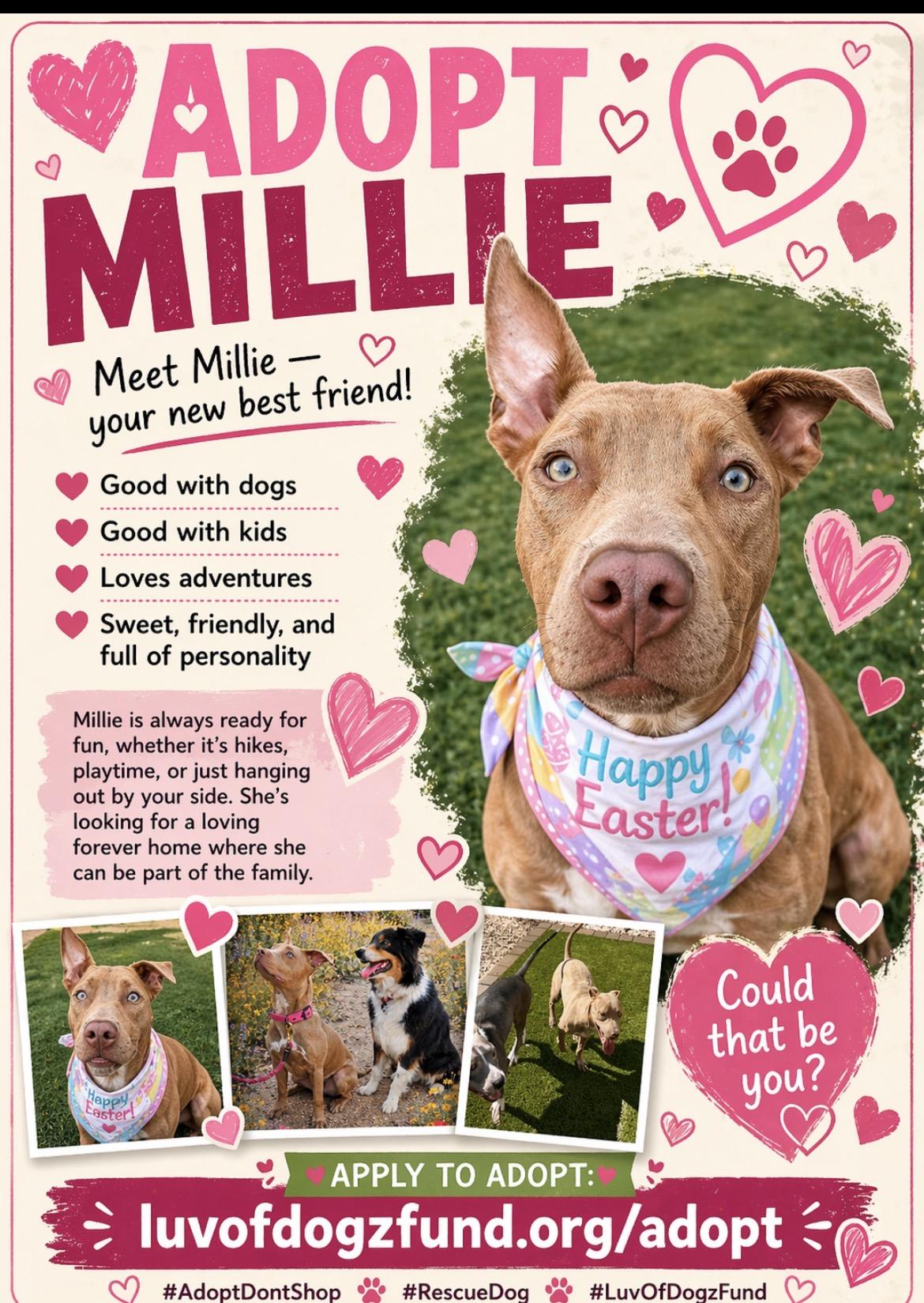 Millie, ADOPTABLE, Young Female American Staffordshire Terrier & Labrador Retriever.