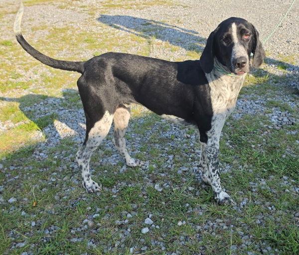 Enlarge Roman, a Adoptable mixed breed in Cleveland, TN image 1/1
