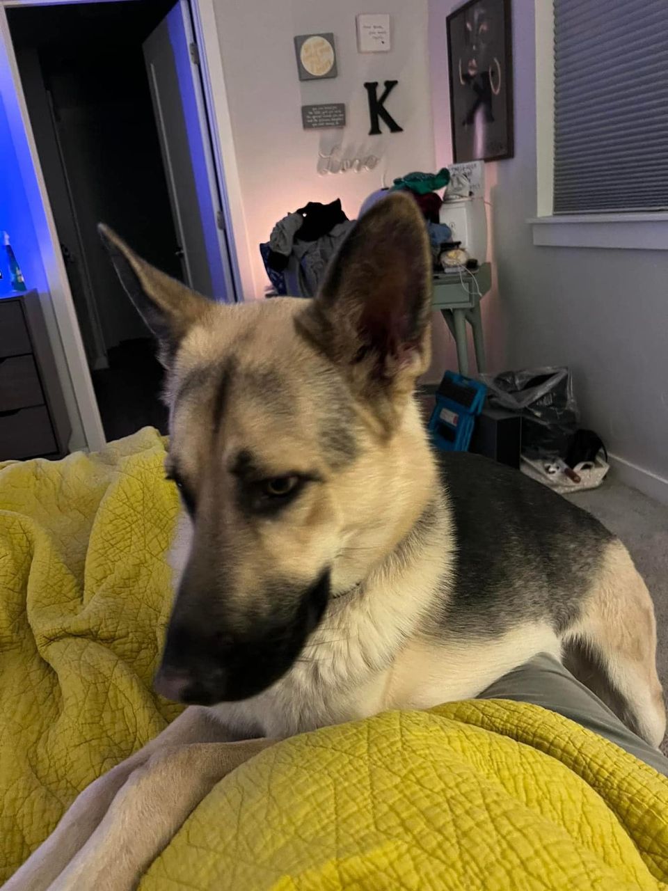 Enlarge Riley, a Adopted German Shepherd Dog in Portland, OR image 1/4