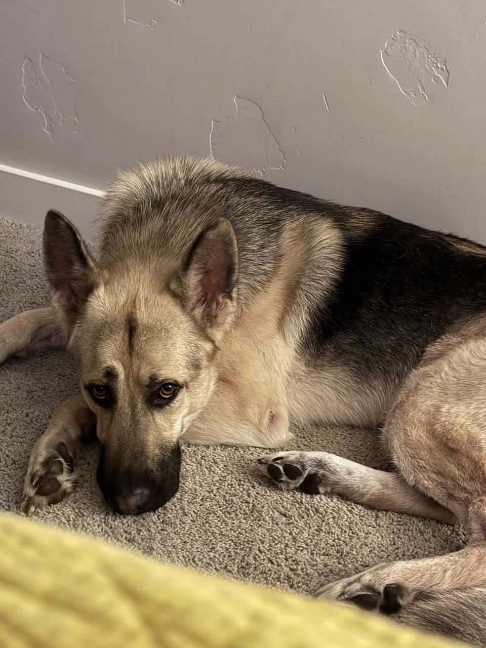 Riley, Adopted, Adult Male German Shepherd Dog.