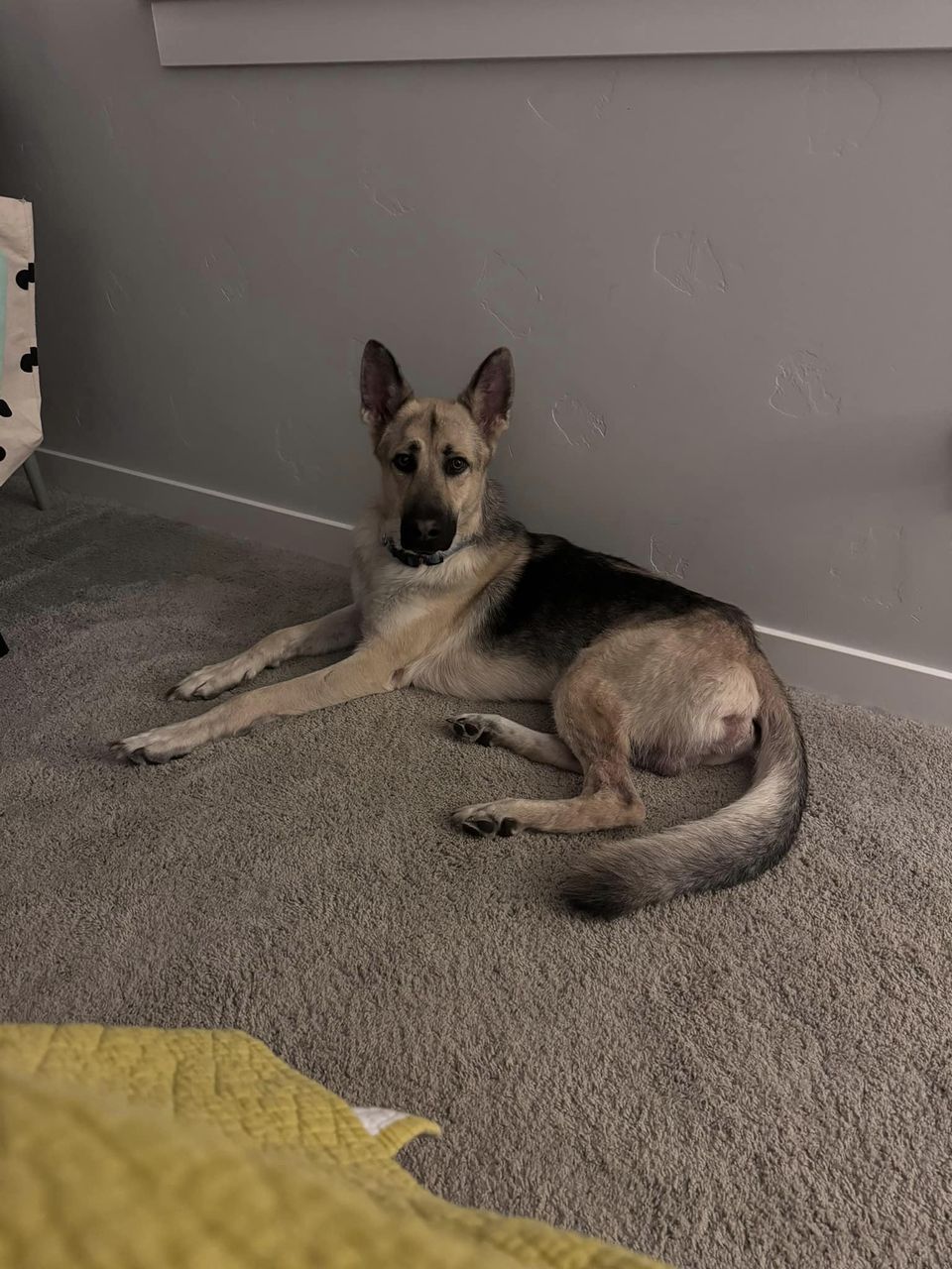 Enlarge Riley, a Adopted German Shepherd Dog in Portland, OR image 4/4