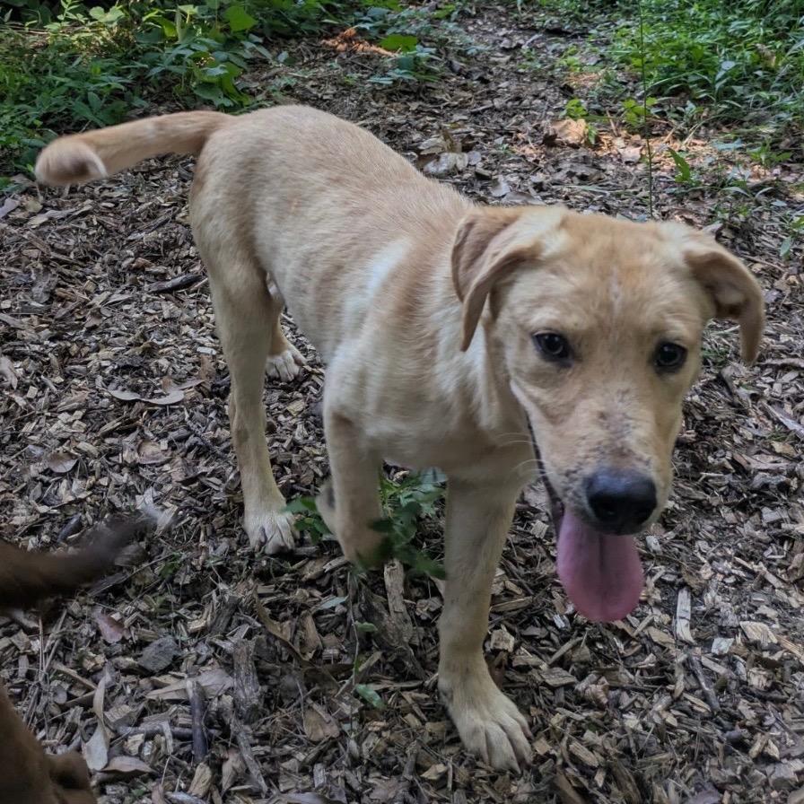 Tessa, Adoptable, Puppy Female Labrador Retriever.