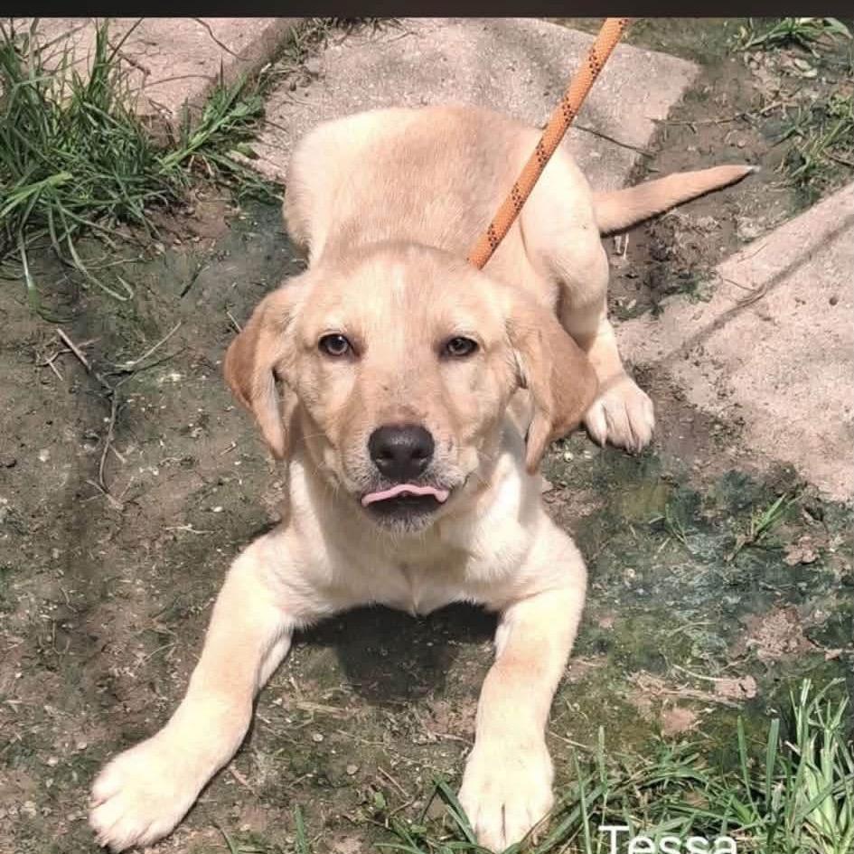 Enlarge Tessa, a Adoptable Labrador Retriever in Oxford, ME image 2/5