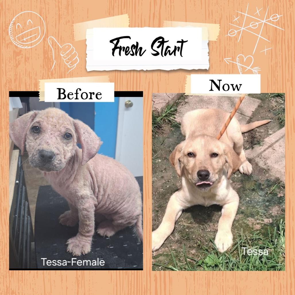 Enlarge Tessa, a Adoptable Labrador Retriever in Oxford, ME image 4/5