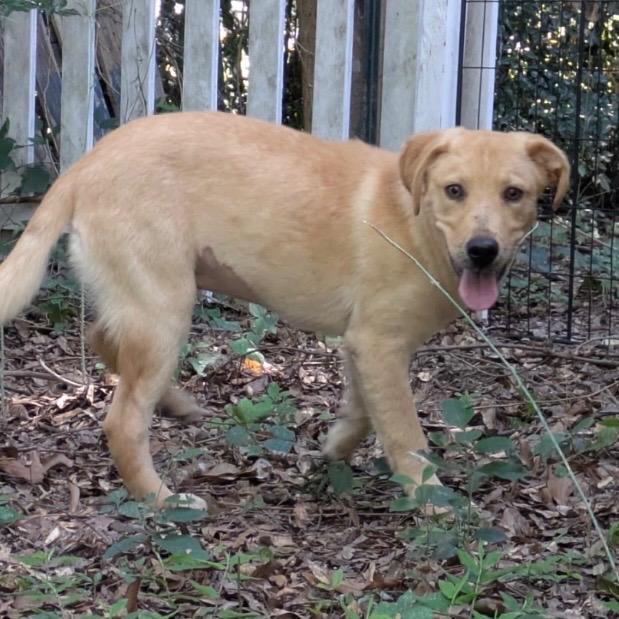 Enlarge Tessa, a Adoptable Labrador Retriever in Oxford, ME image 5/5