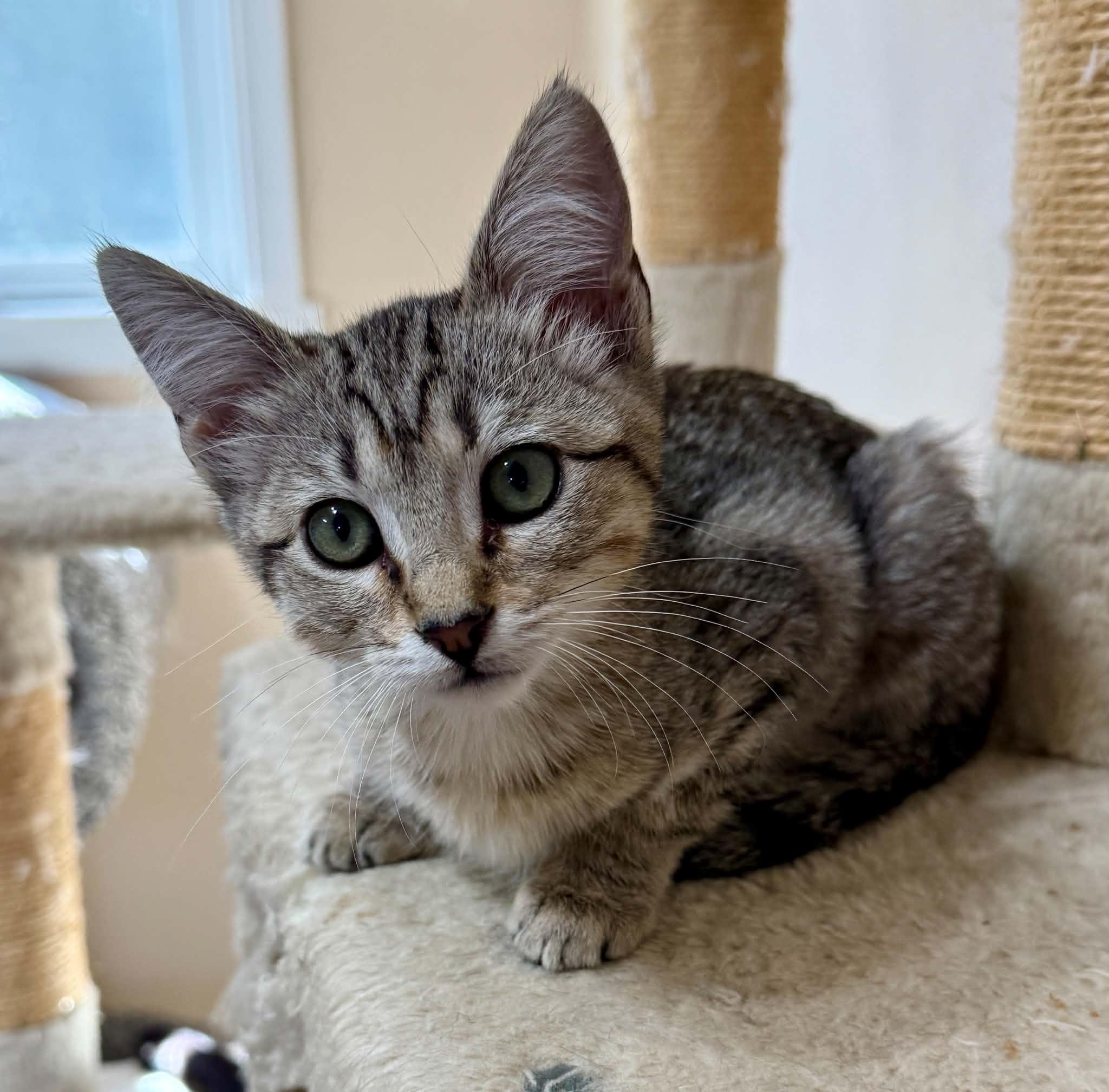 Enlarge Nala, a Adoptable mixed breed in Tehachapi, CA image 2/5