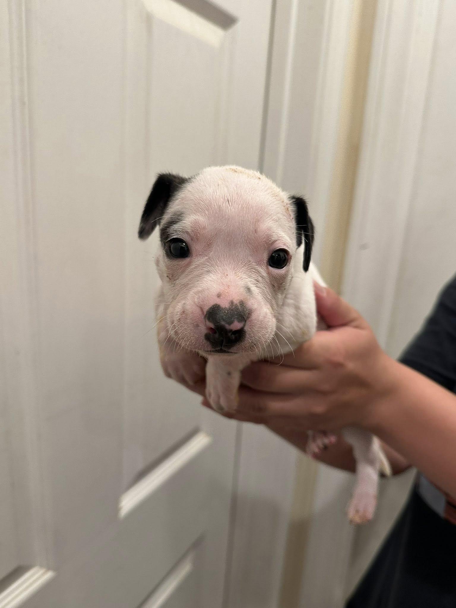 Urchin, ADOPTABLE, Puppy Male Pit Bull Terrier & Dachshund.