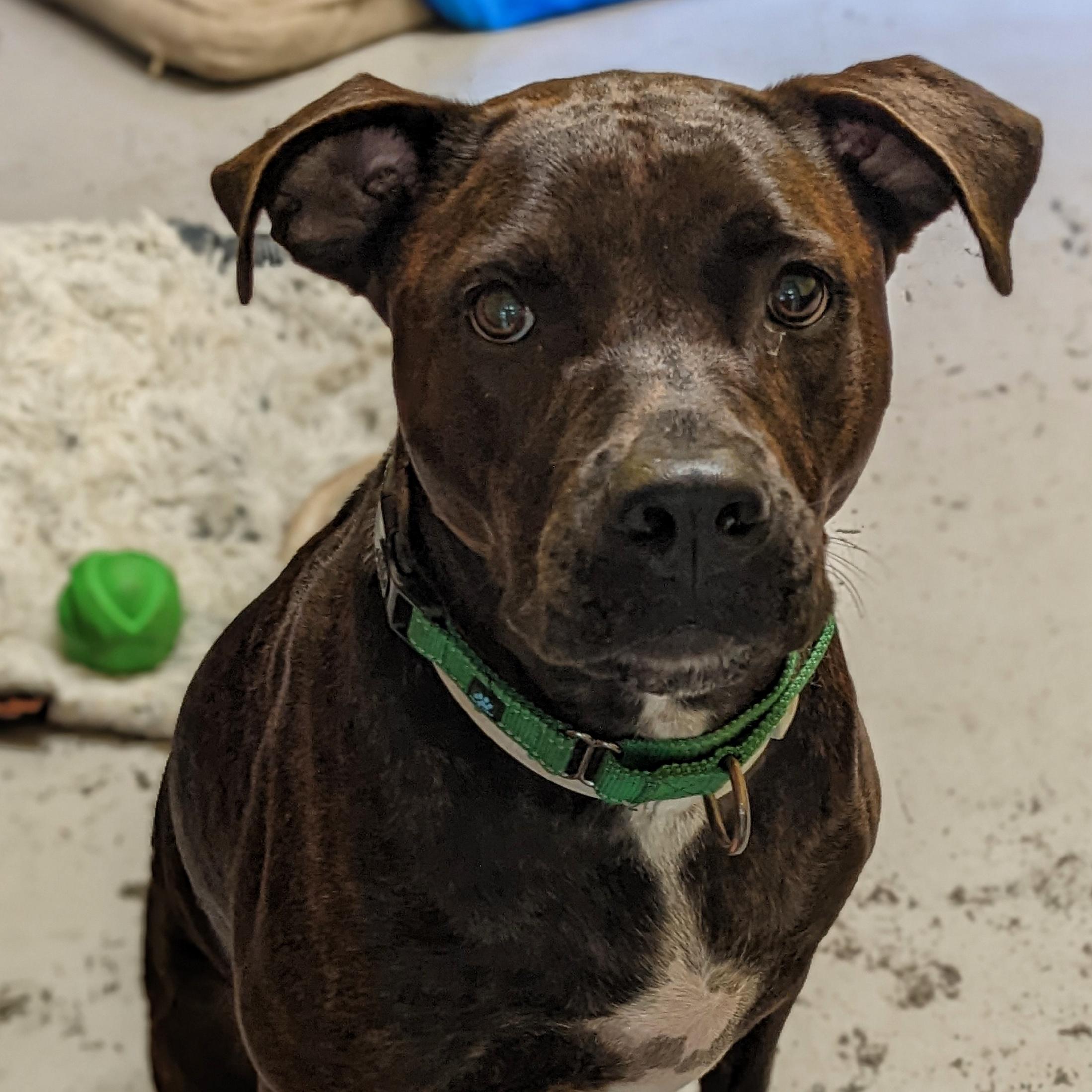 Enlarge Jesse, a ADOPTABLE mixed breed in Eustis, FL image 3/3