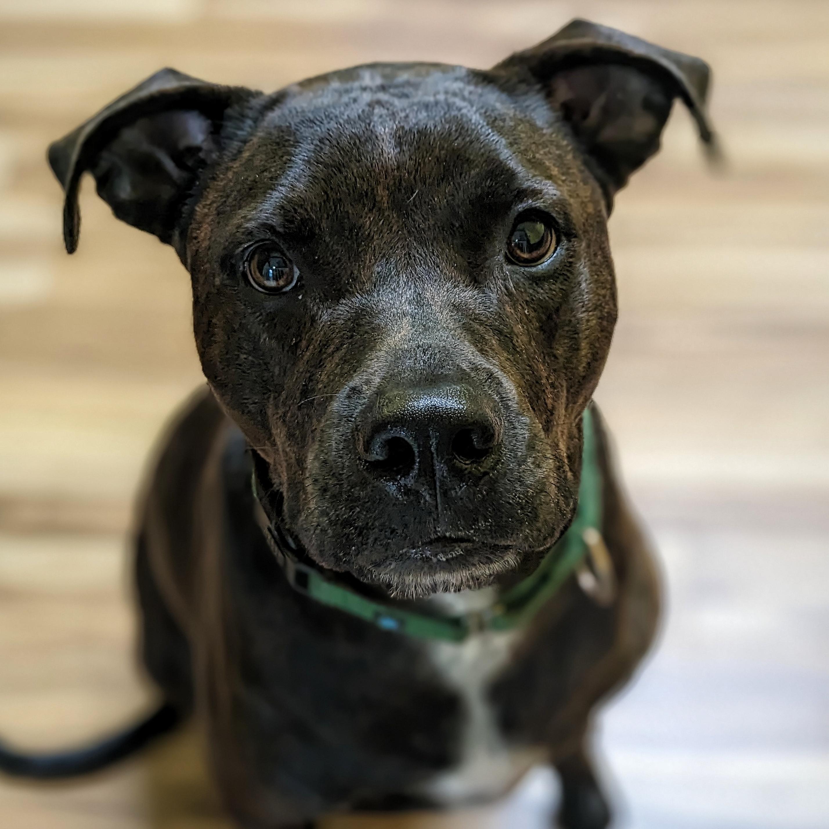 Enlarge Jesse, a ADOPTABLE mixed breed in Eustis, FL image 2/3