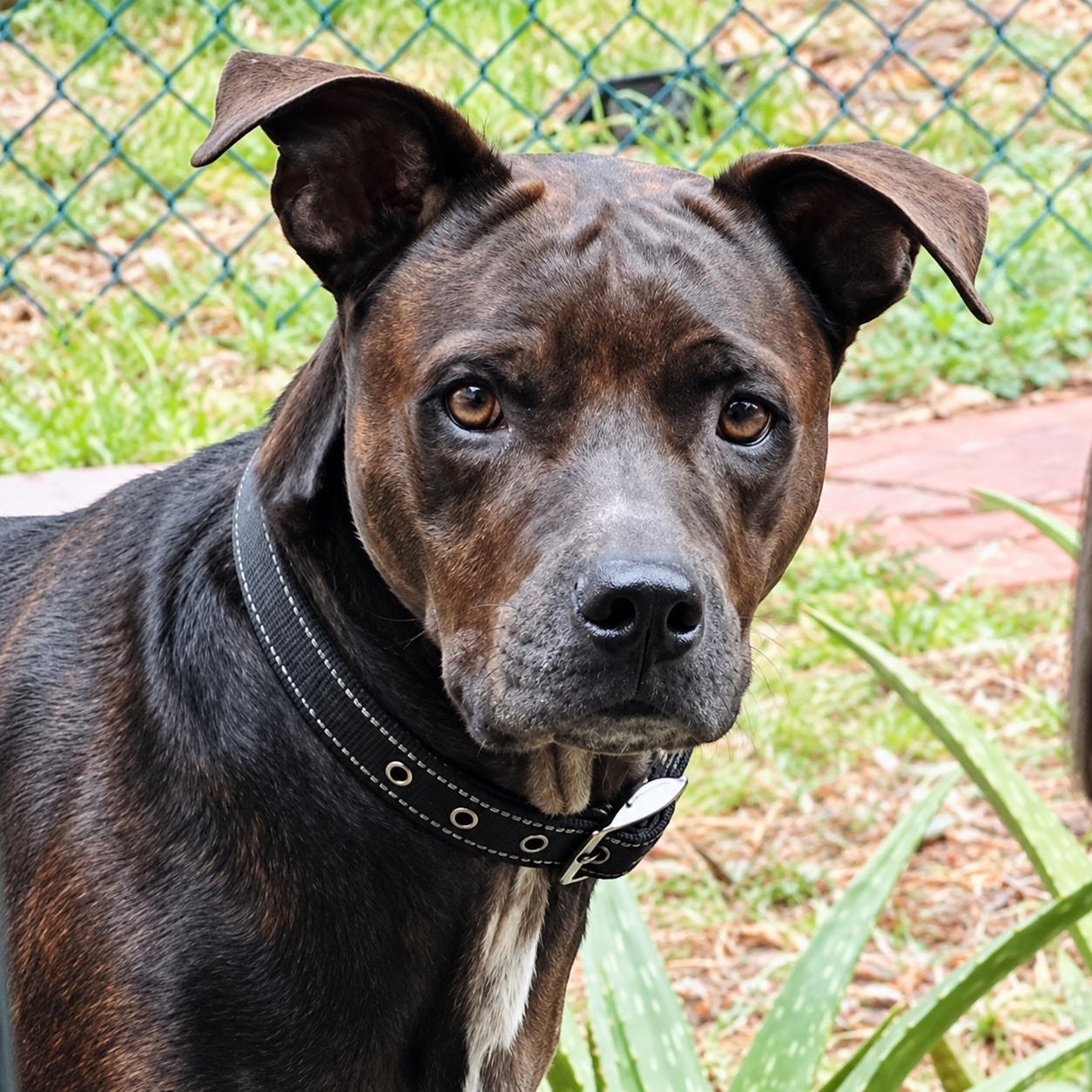 Jesse, Adoptable, Adult Female Labrador Retriever.