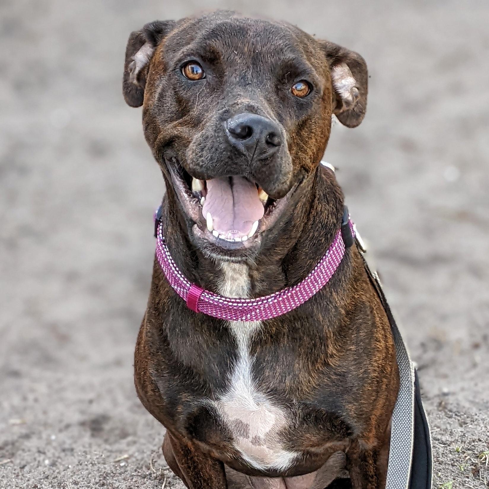 Jesse, ADOPTABLE, Adult Female Labrador Retriever.