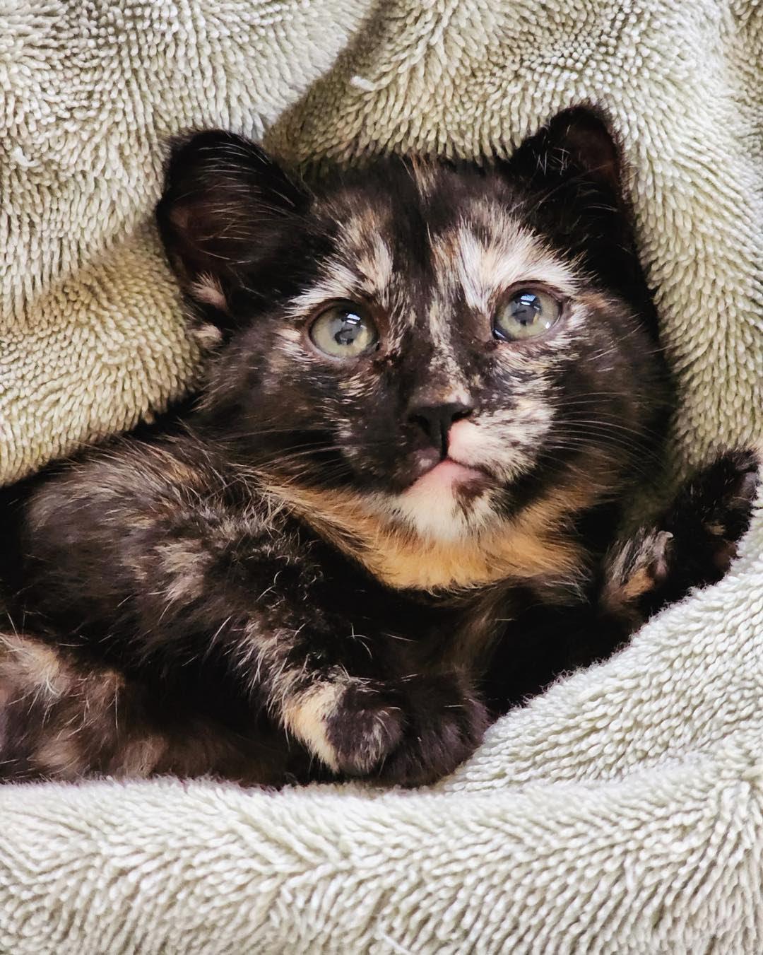 Tiya, Adopted, Kitten Female Calico.