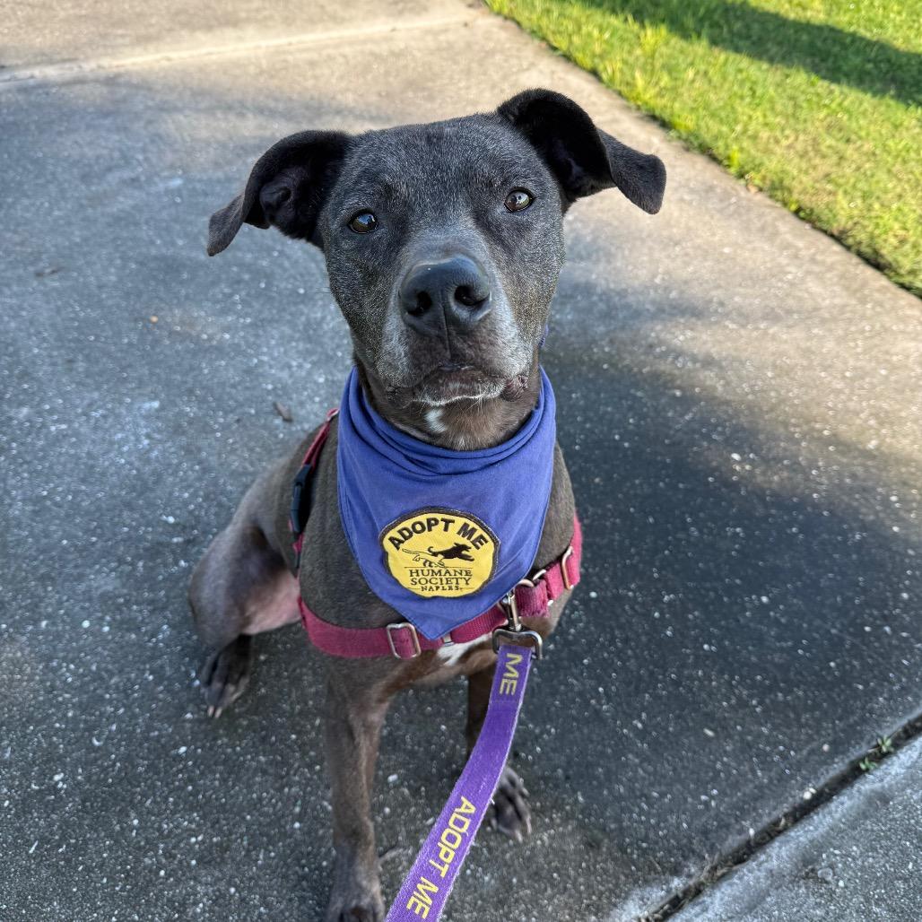 Enlarge Chief, a Adoptable Mixed Breed in Naples, FL image 5/6