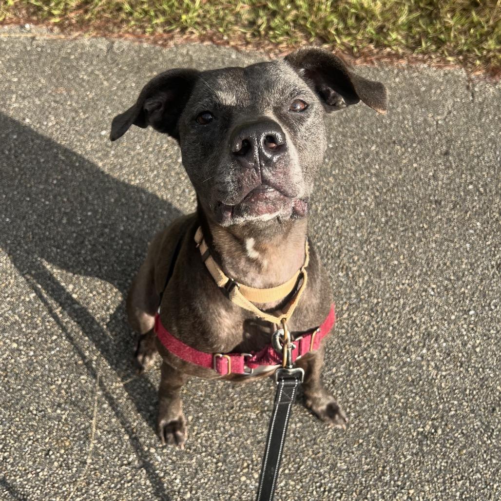 Enlarge Chief, a Adoptable Mixed Breed in Naples, FL image 6/6
