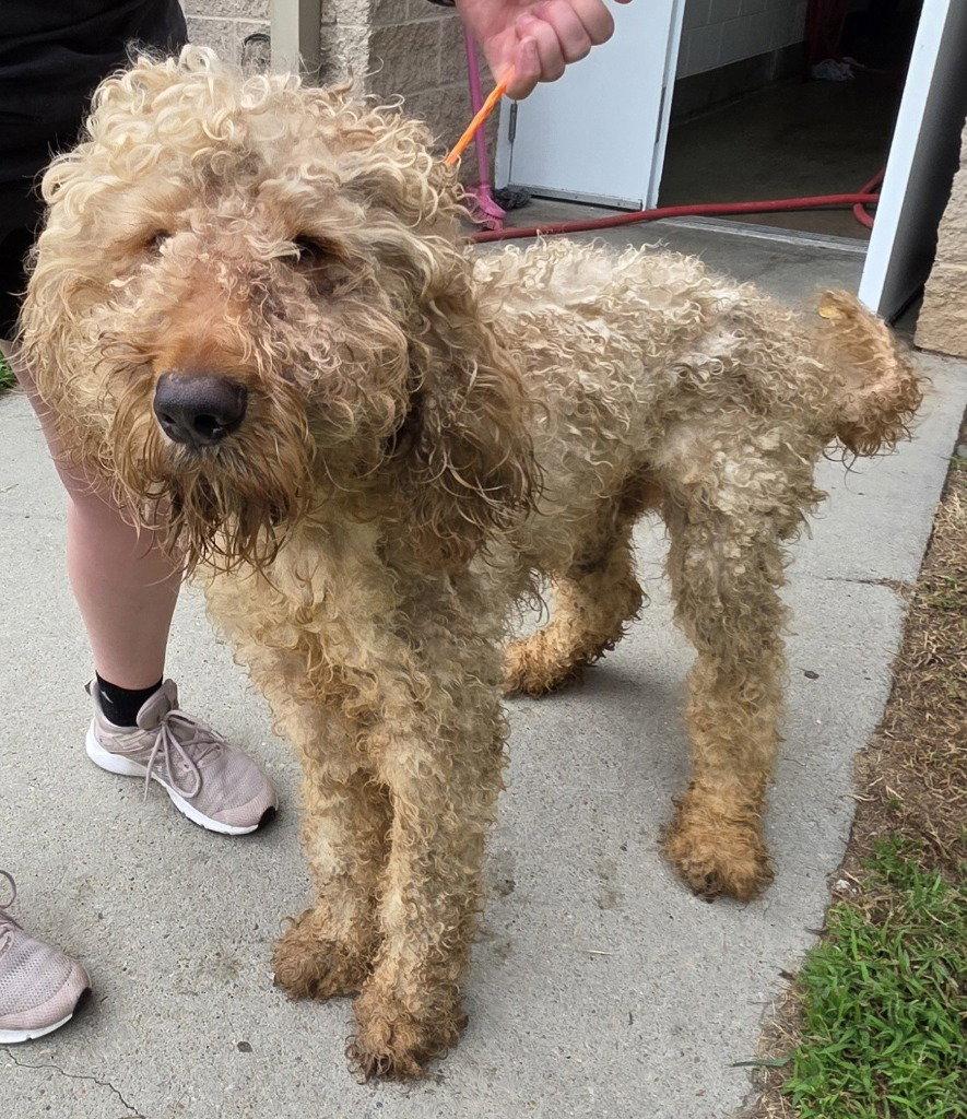 PR 52 Bugs, Adoptable, Adult Male Poodle & Golden Retriever.