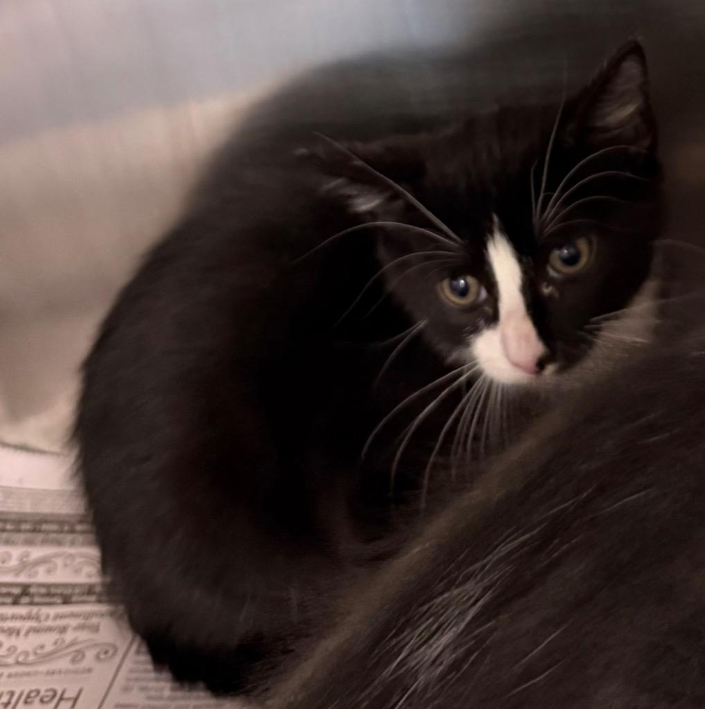 Flash, Adoptable, Kitten Male Domestic Short Hair.