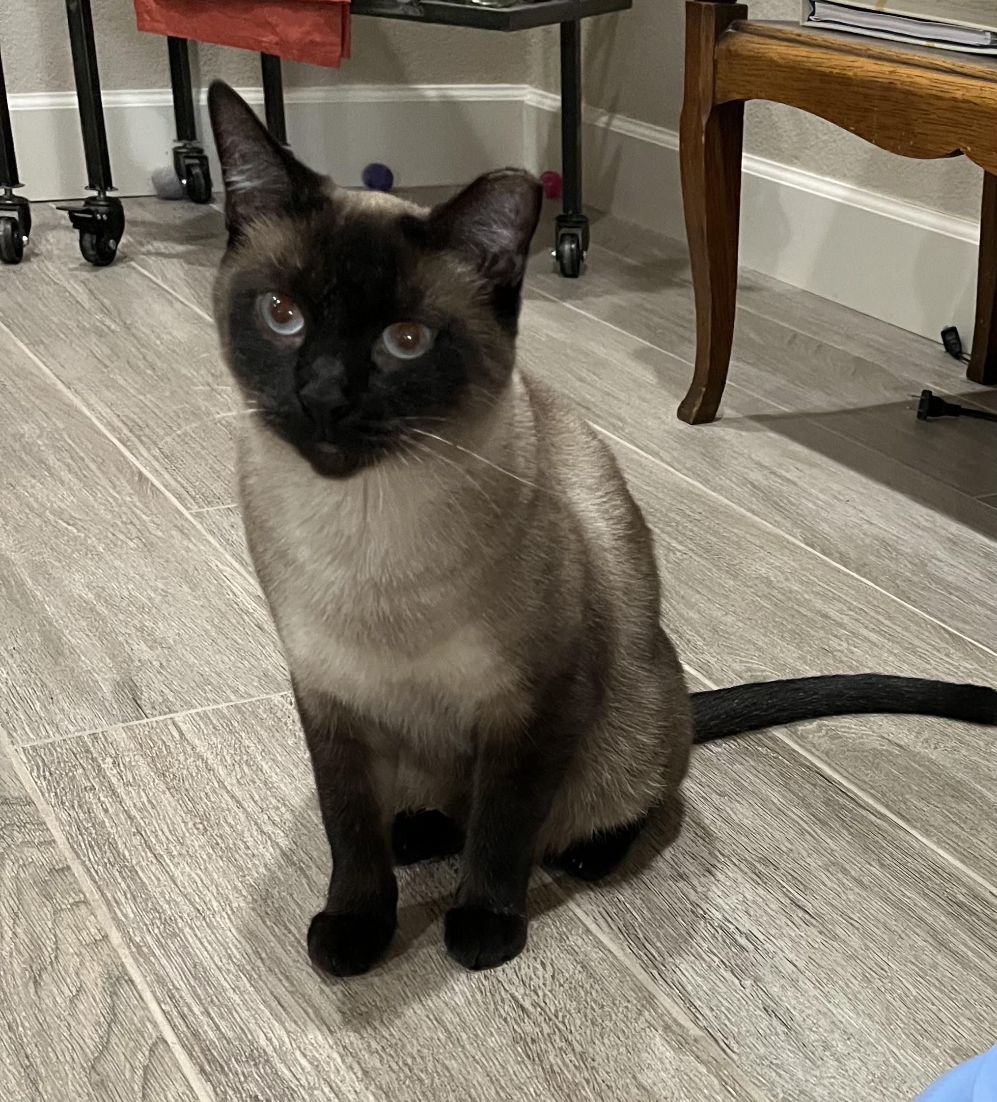 Sydney, Adoptable, Adult Female Siamese.