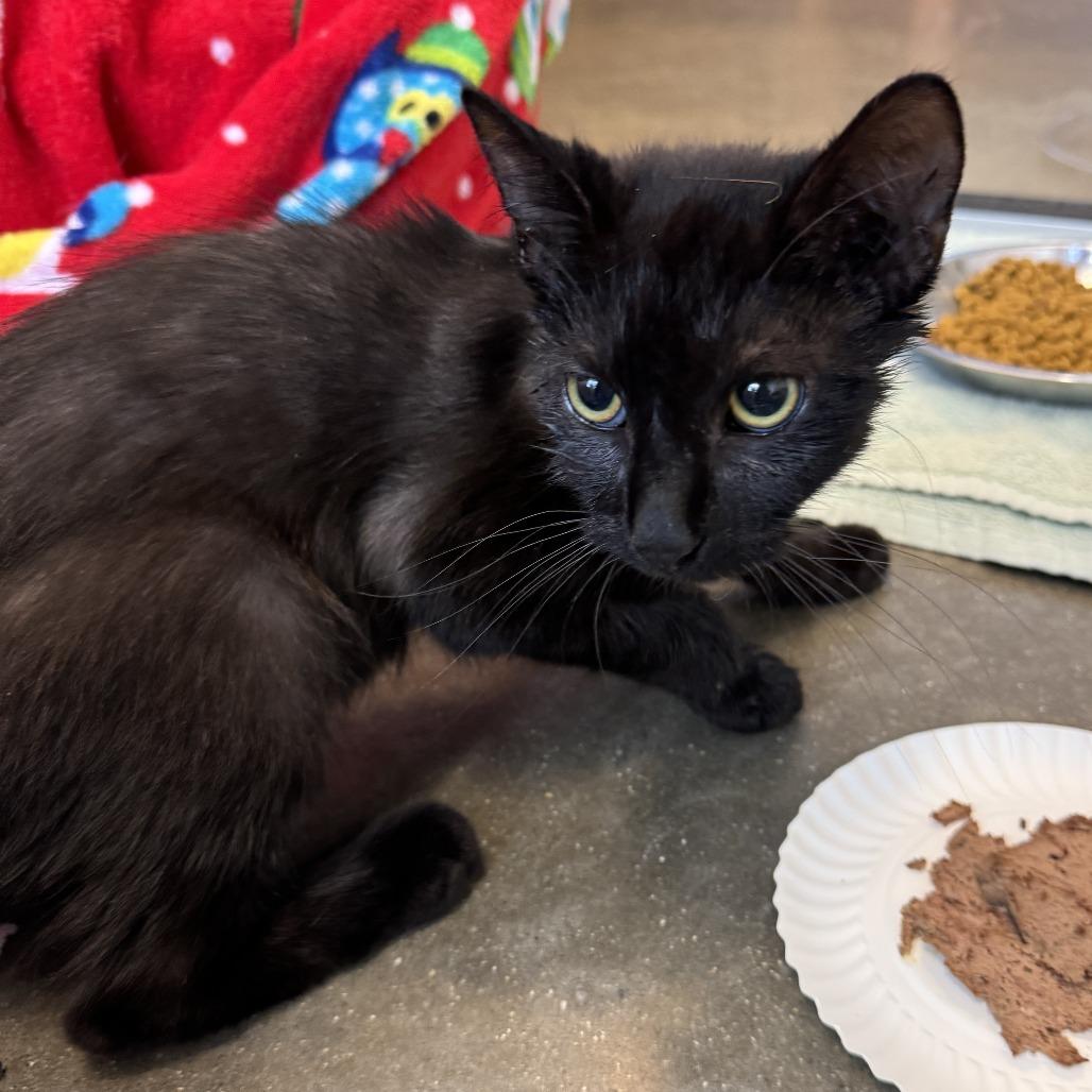 Enlarge Pita, a Adoptable Domestic Short Hair in Fort Wayne, IN image 1/4