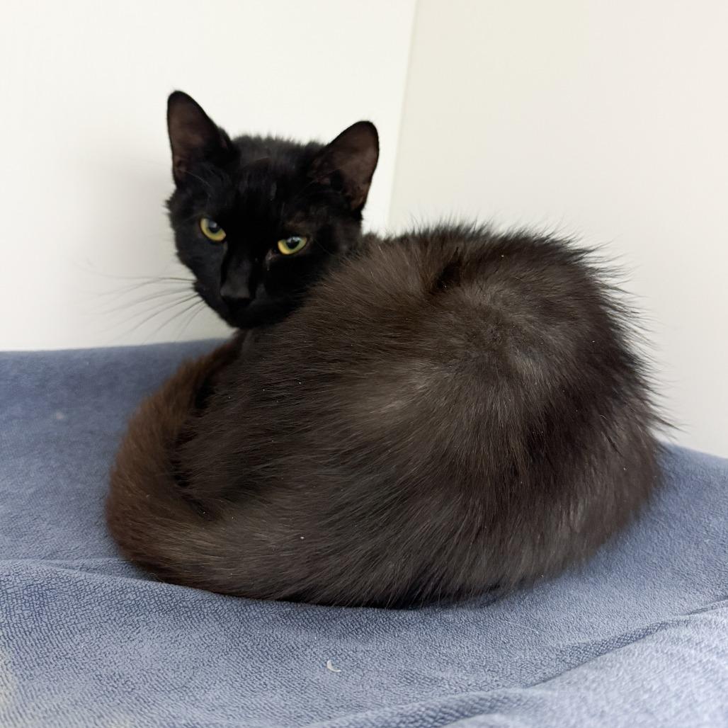 Enlarge Pita, a Adoptable Domestic Short Hair in Fort Wayne, IN image 3/4