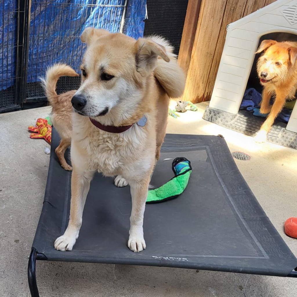 Chee Yoo, Adoptable, Senior Female Golden Retriever & Shiba Inu.