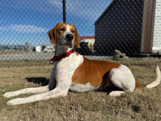 WESSEN, a ADOPTABLE mixed breed in Lynn Haven, FL image 2/4