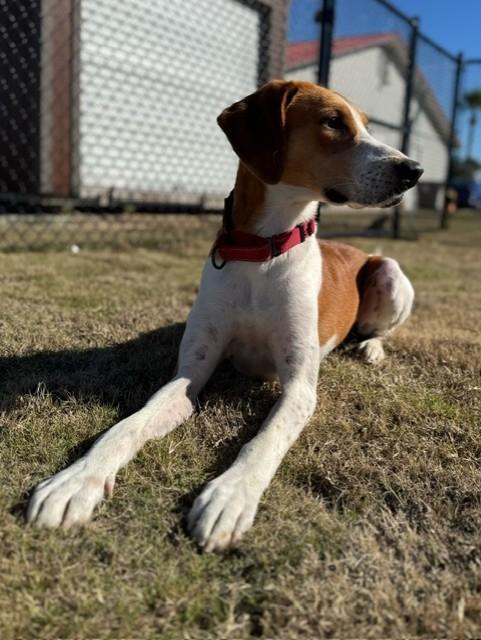 WESSEN, a ADOPTABLE mixed breed in Lynn Haven, FL image 1/4