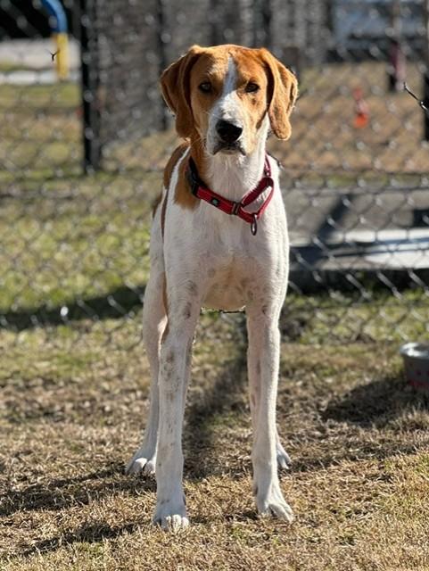 WESSEN, a ADOPTABLE mixed breed in Lynn Haven, FL image 3/4