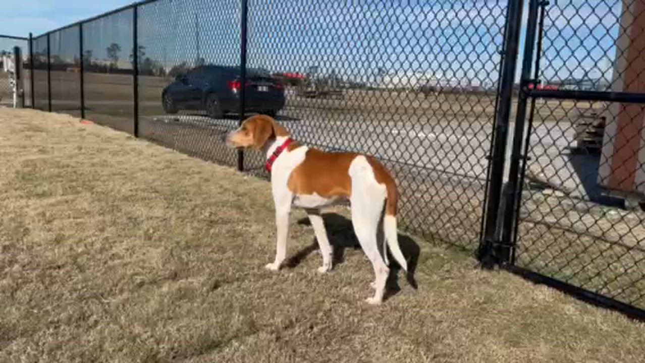 Enlarge WESSEN, a ADOPTABLE mixed breed in Lynn Haven, FL video 4/4