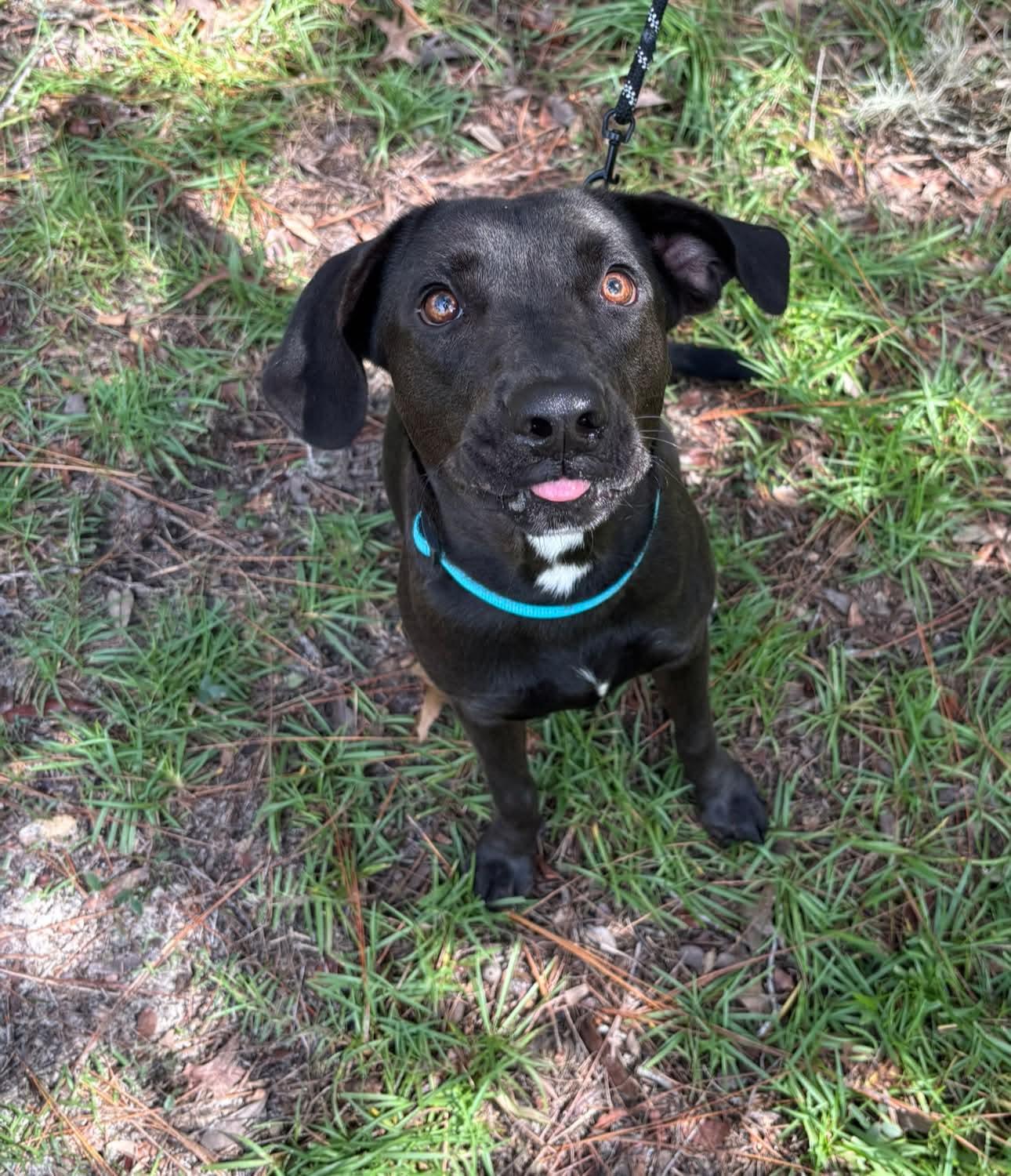 Enlarge Little Girl, a Adoptable mixed breed in Inverness, FL image 3/4