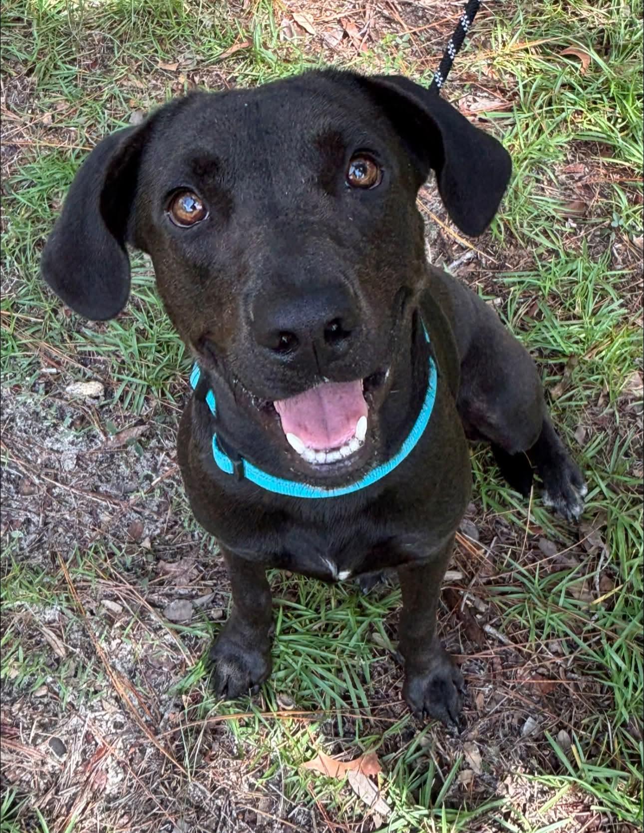 Little Girl, Adoptable, Young Female Black Labrador Retriever.