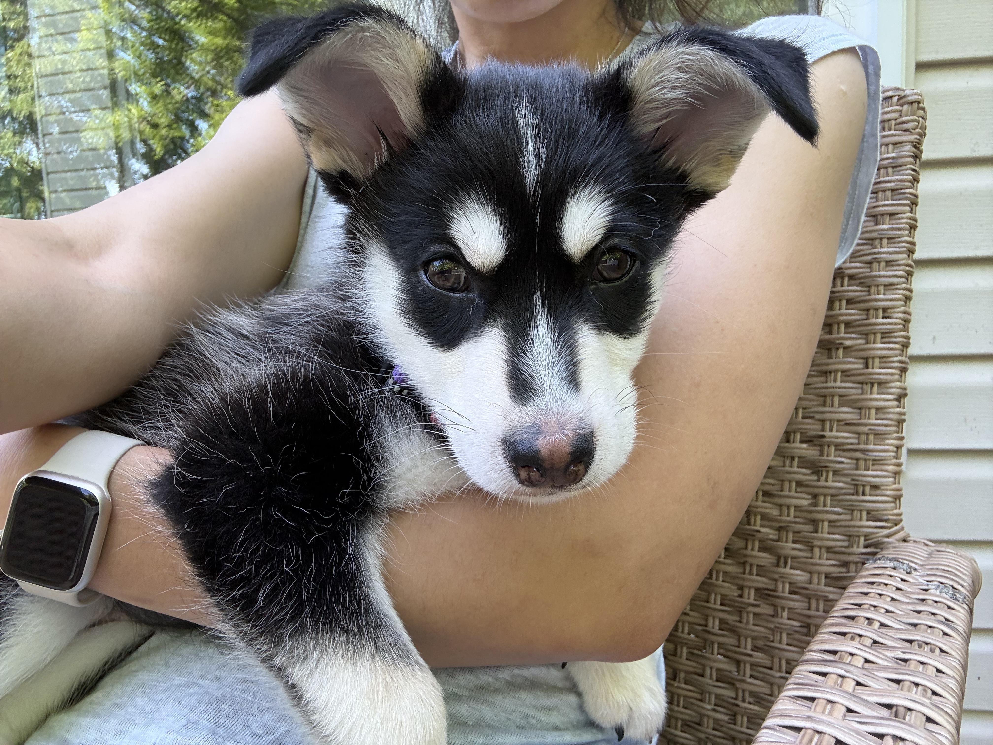 Keeva, ADOPTABLE, Puppy Female Husky.