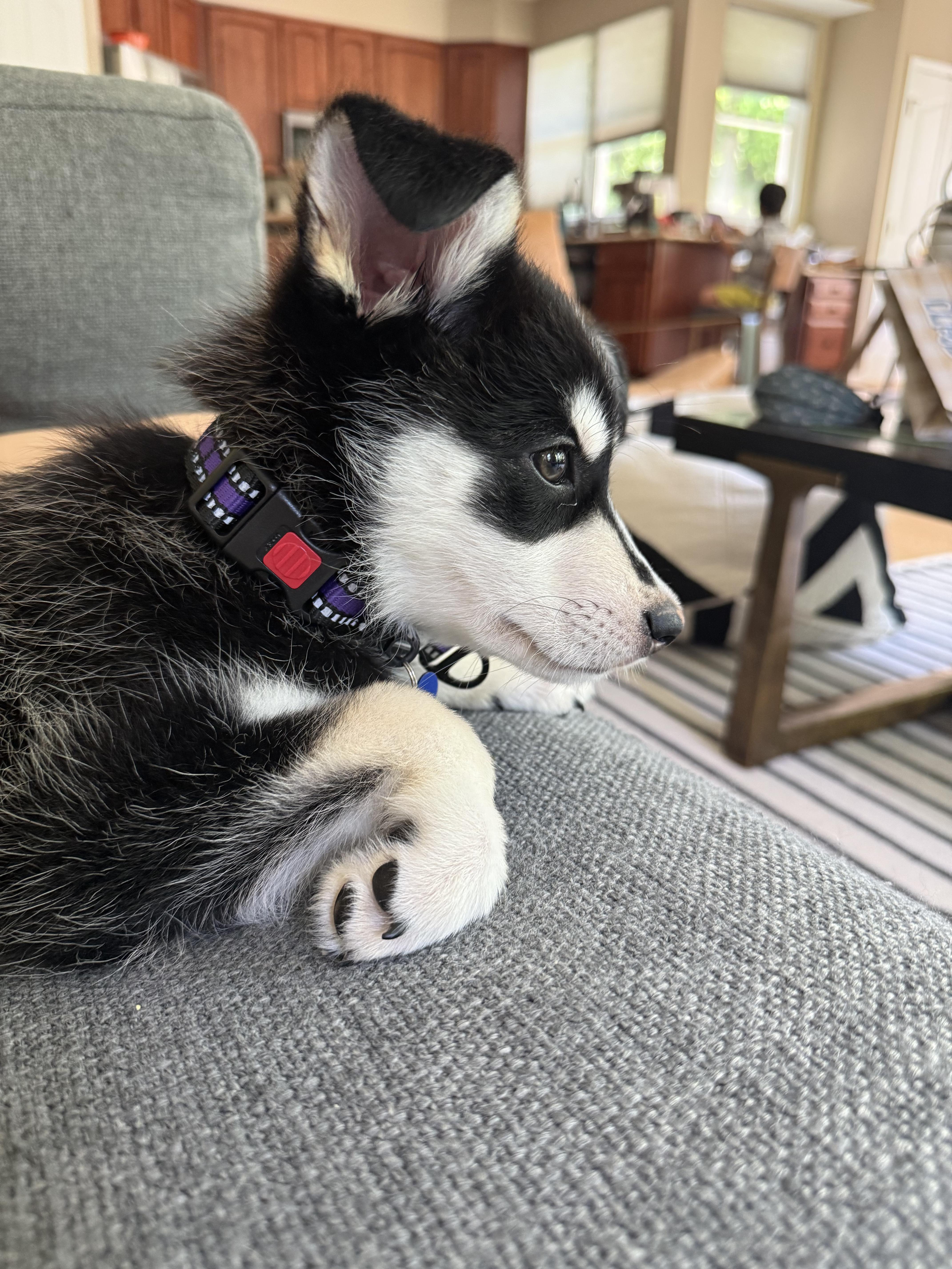 Enlarge Keeva, a ADOPTABLE Husky in Columbia, MD image 5/5